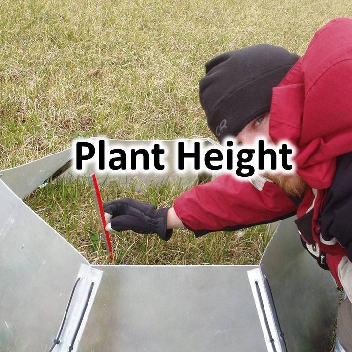 Plant Height